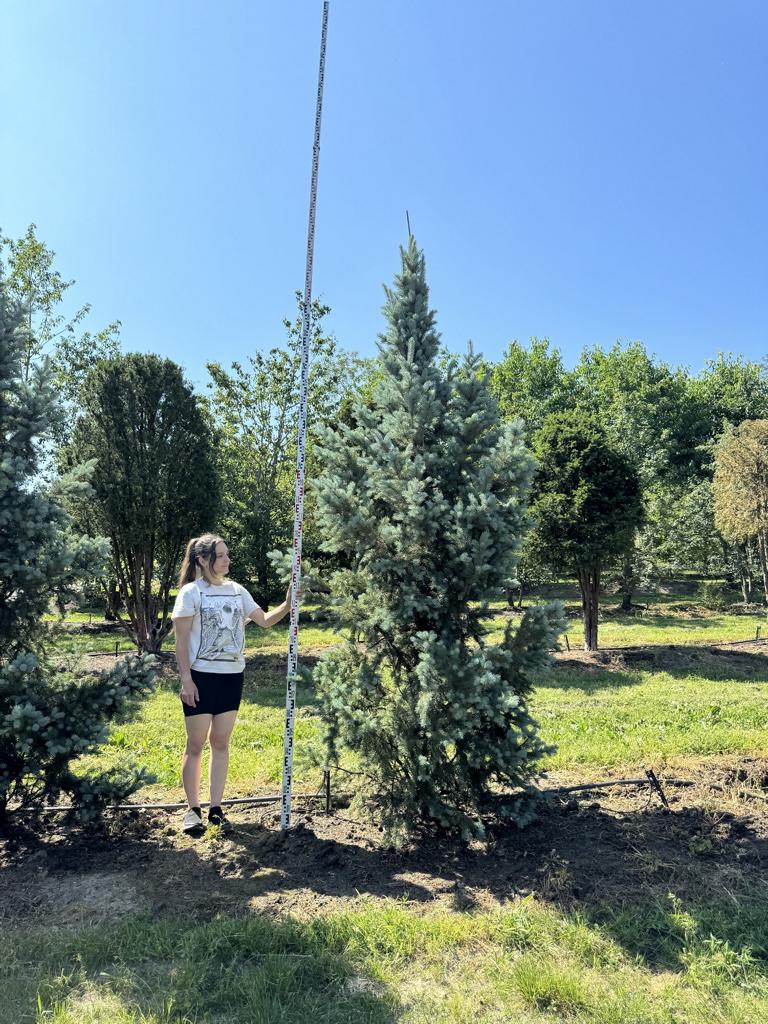 Picea pungens 'Iseli Fastigiate'