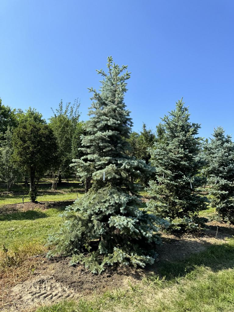 Picea pungens 'Balaton'