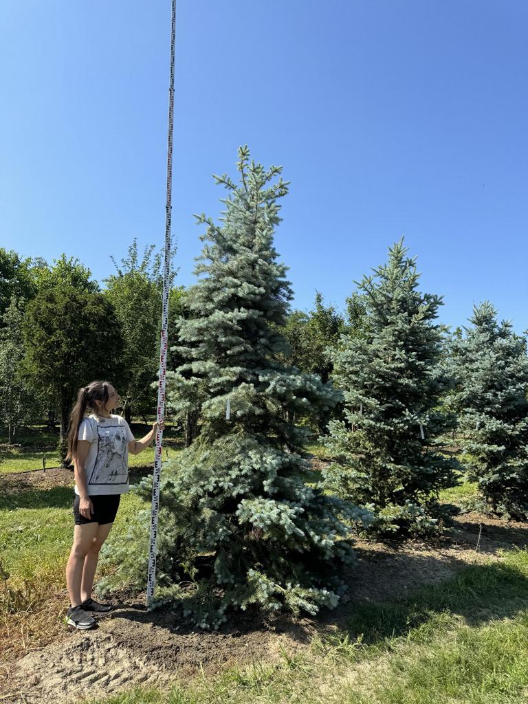 Picea pungens 'Balaton'