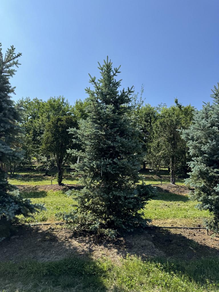 Picea pungens 'Balaton'