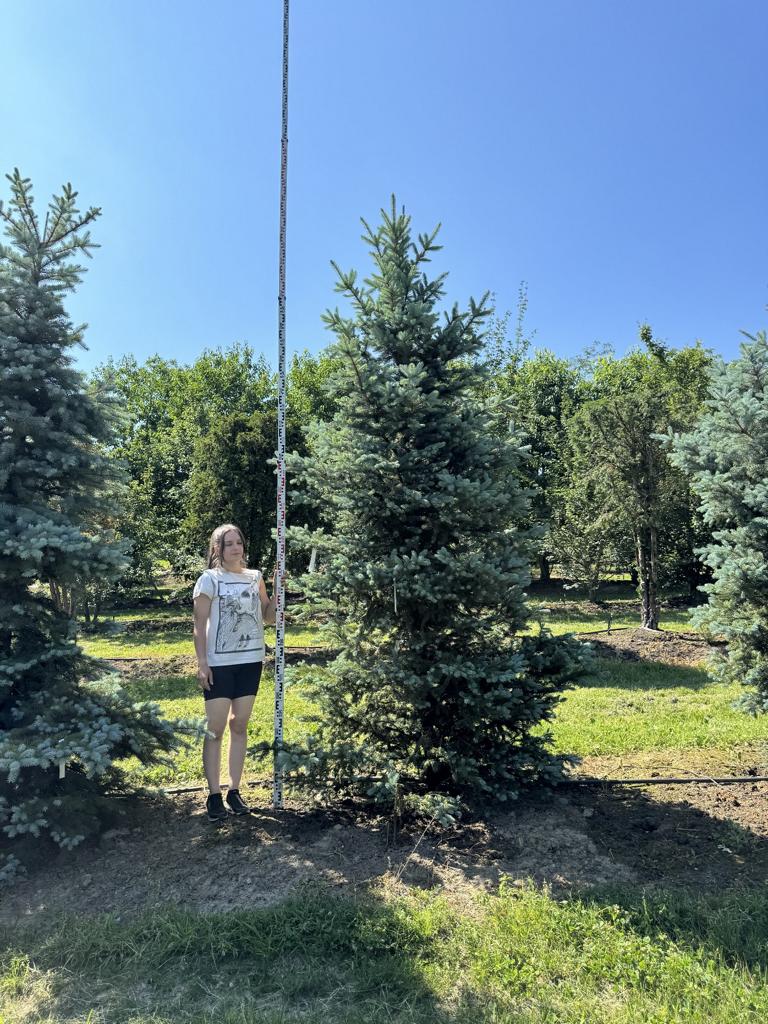 Picea pungens 'Balaton'