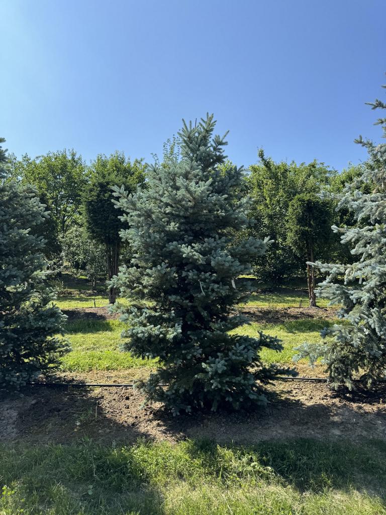 Picea pungens 'Edith'