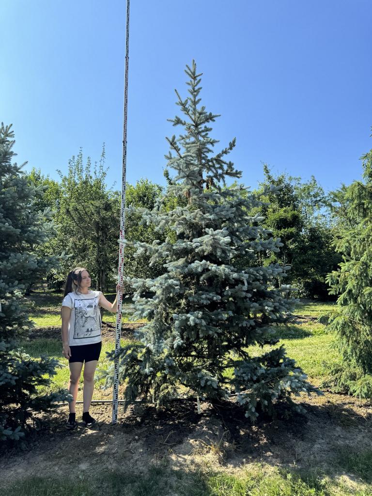Picea pungens 'Hoopsii'