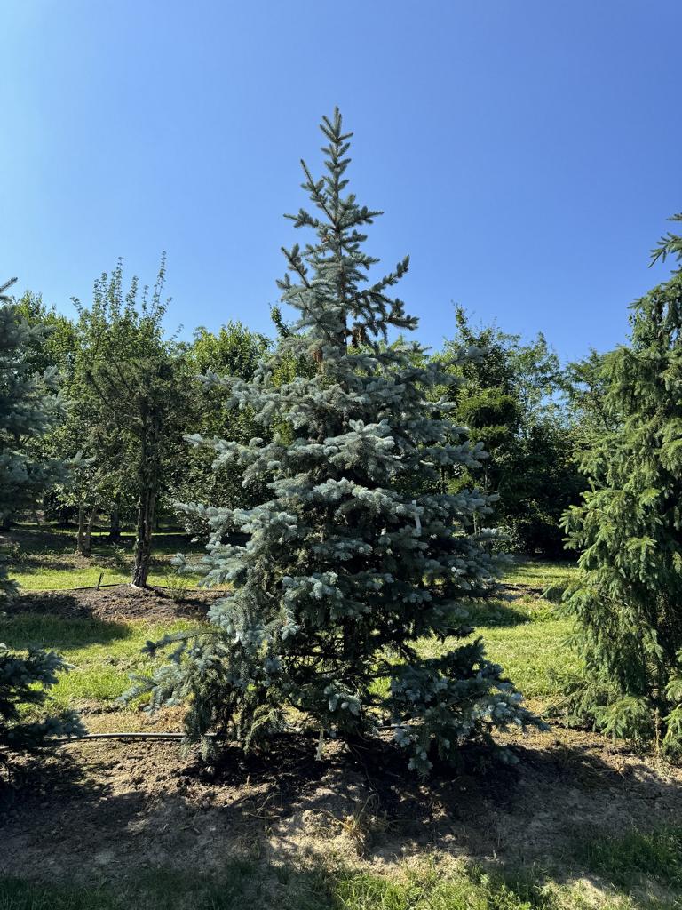 Picea pungens 'Hoopsii'