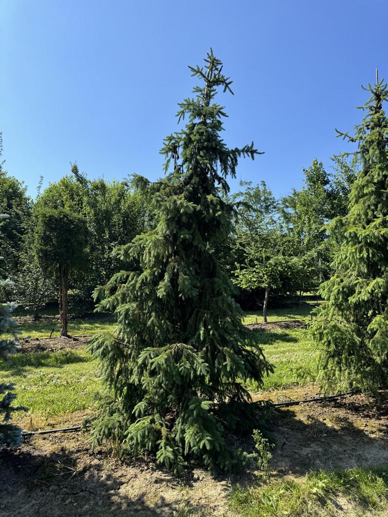 Picea omorika