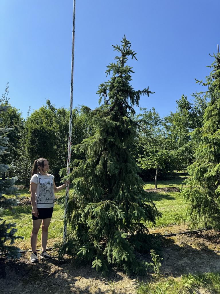 Picea omorika