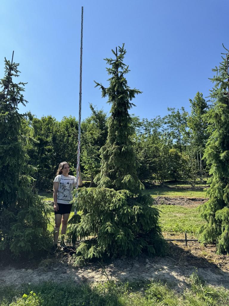 Picea omorika