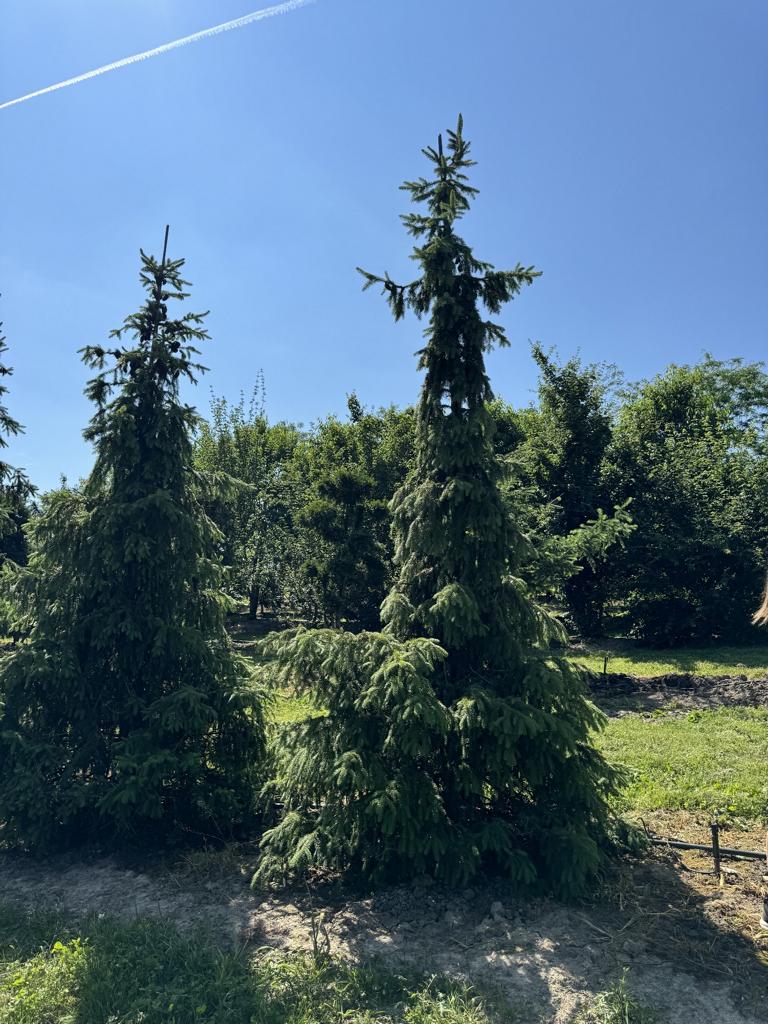 Picea omorika