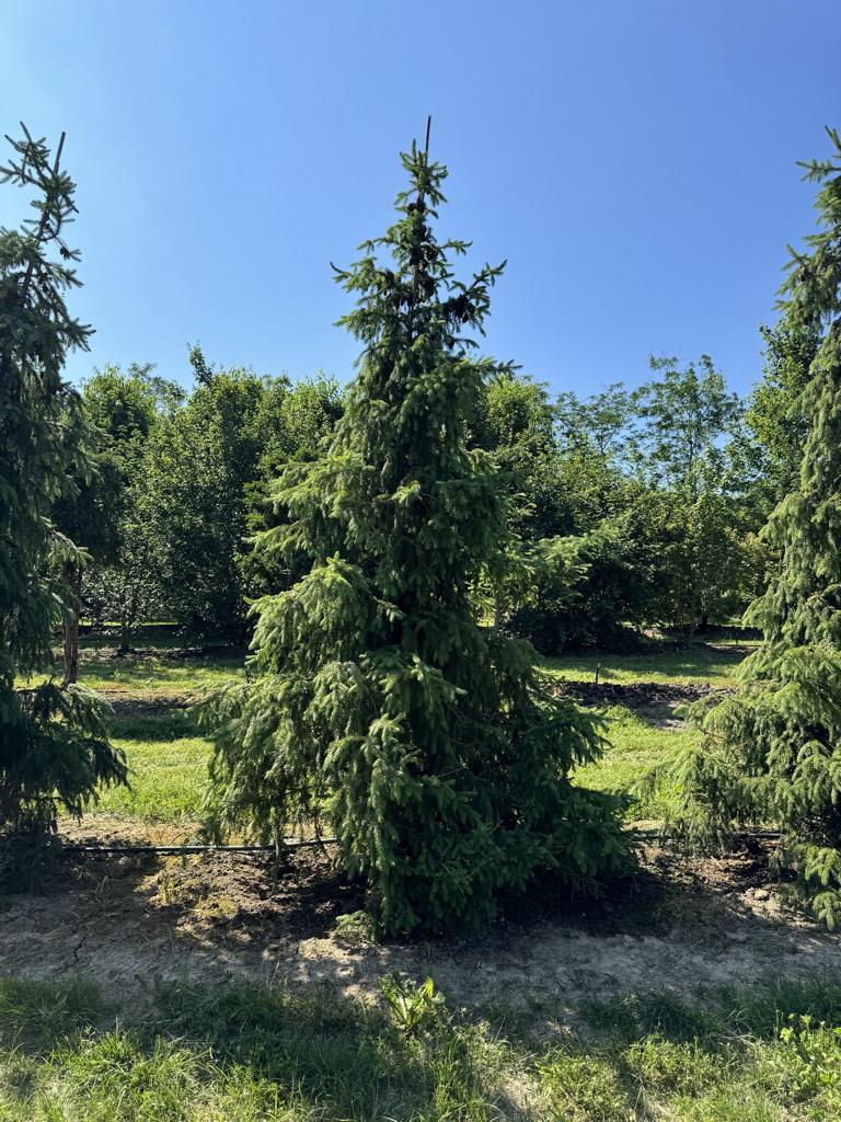Picea omorika