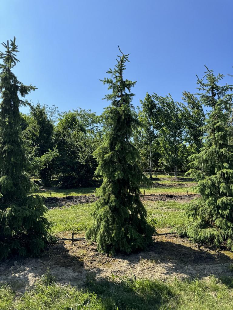 Picea omorika