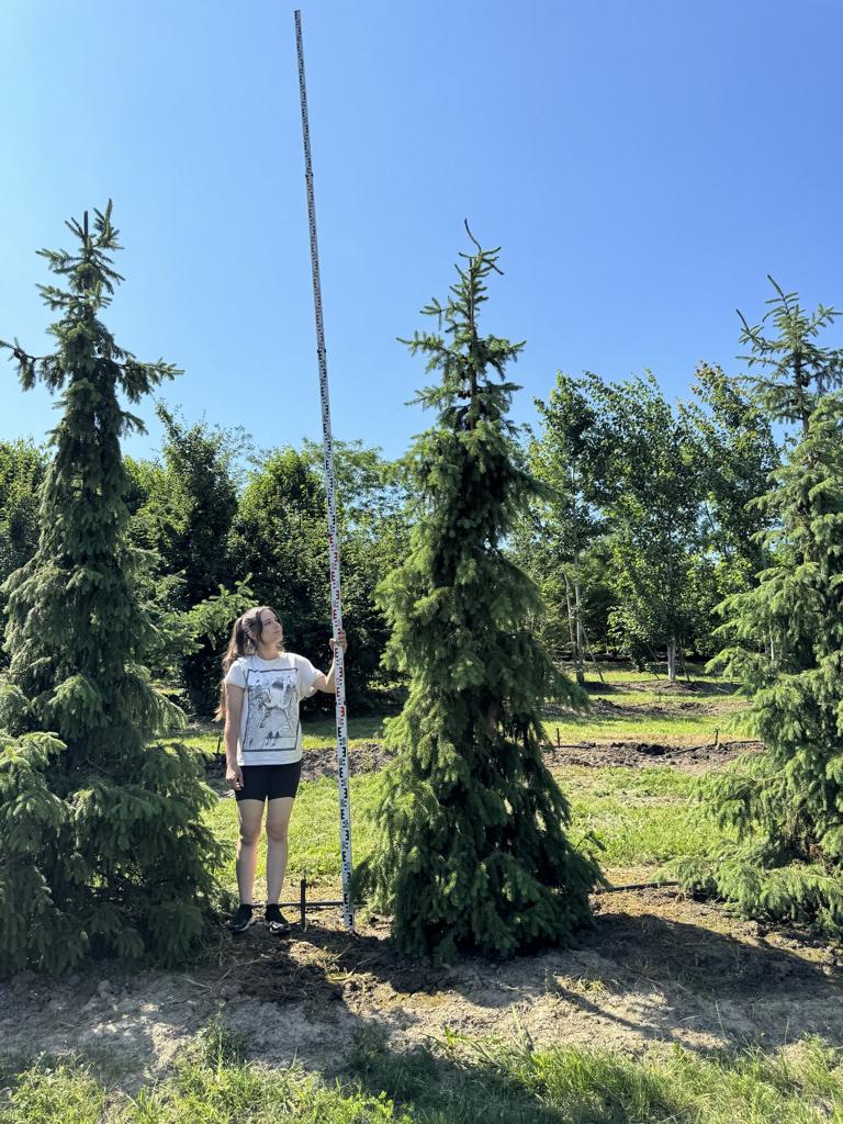 Picea omorika