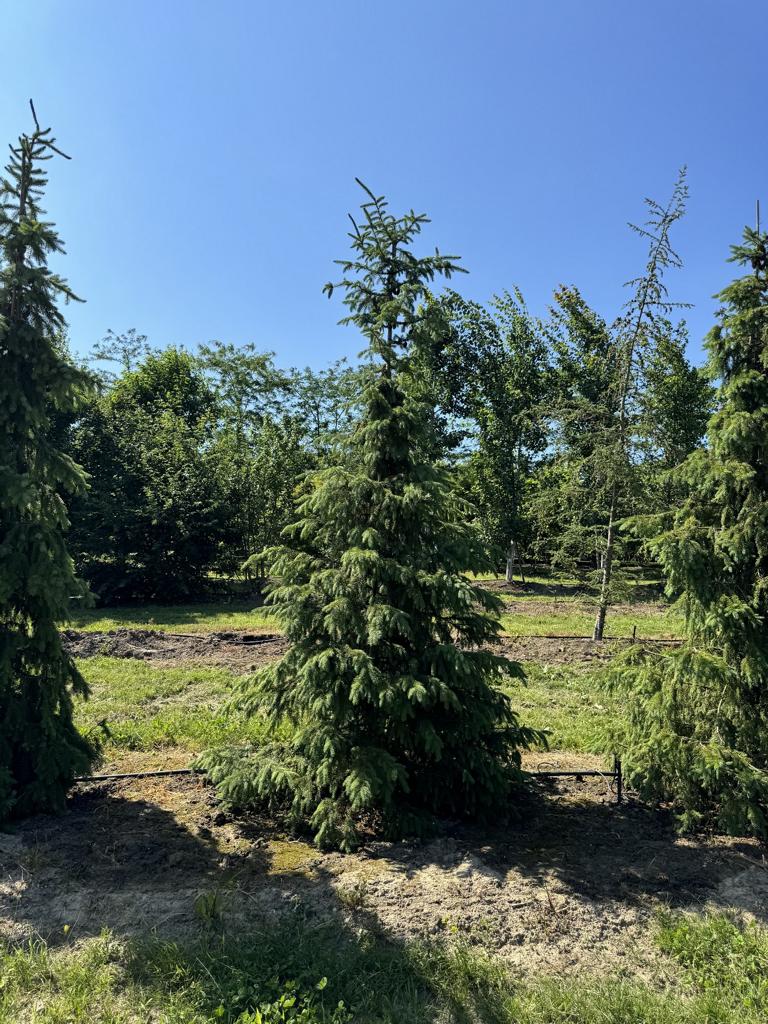 Picea omorika