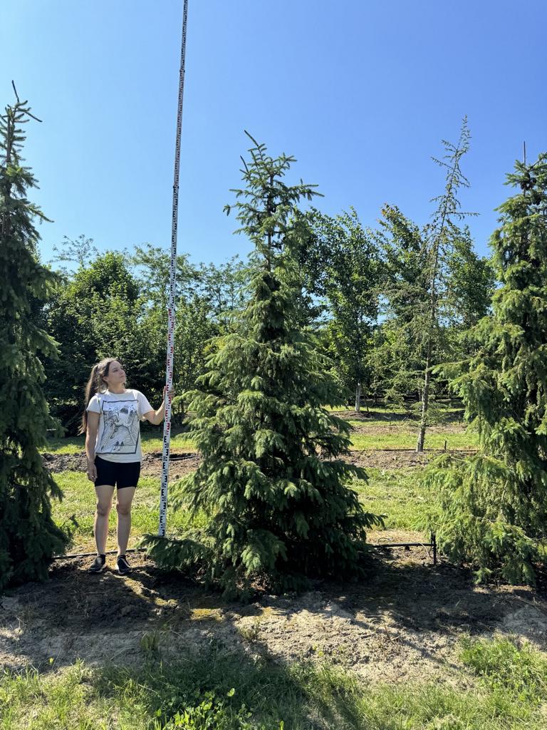 Picea omorika