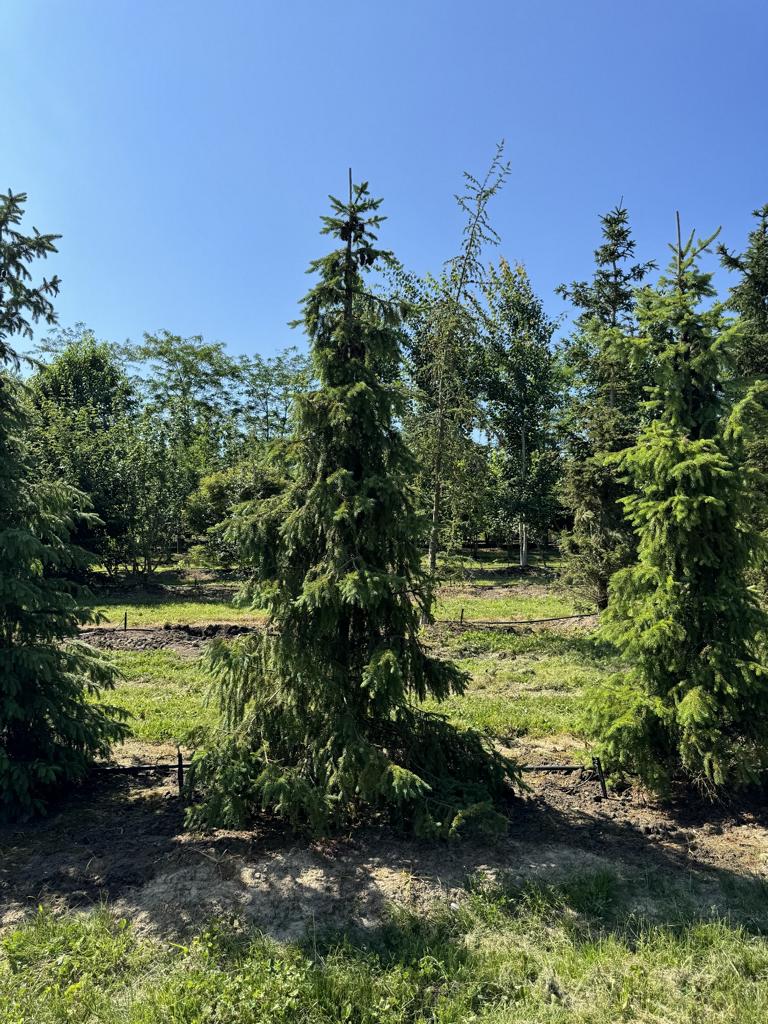 Picea omorika