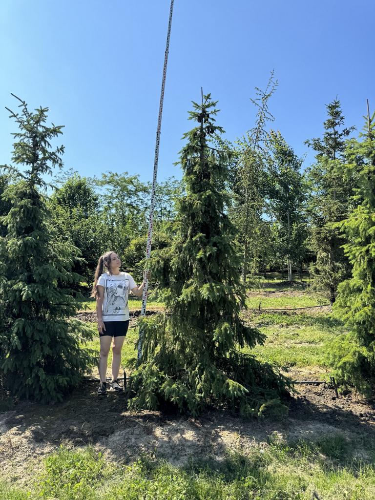 Picea omorika