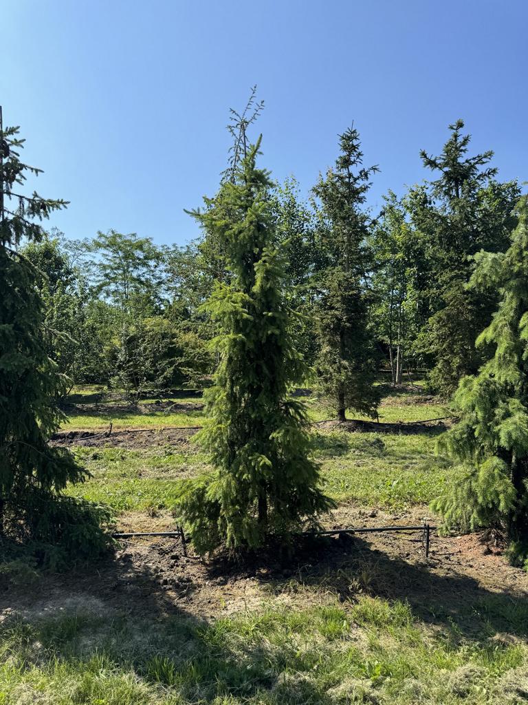 Picea omorika