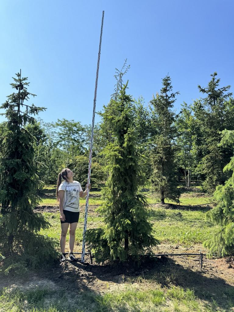 Picea omorika