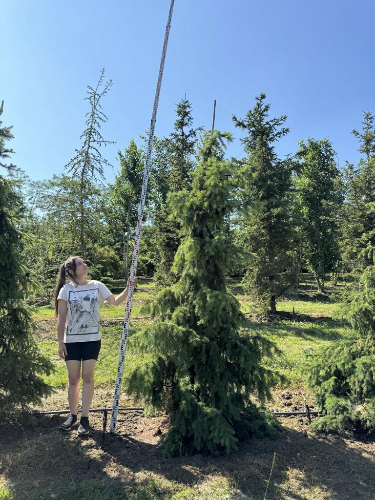 Picea omorika