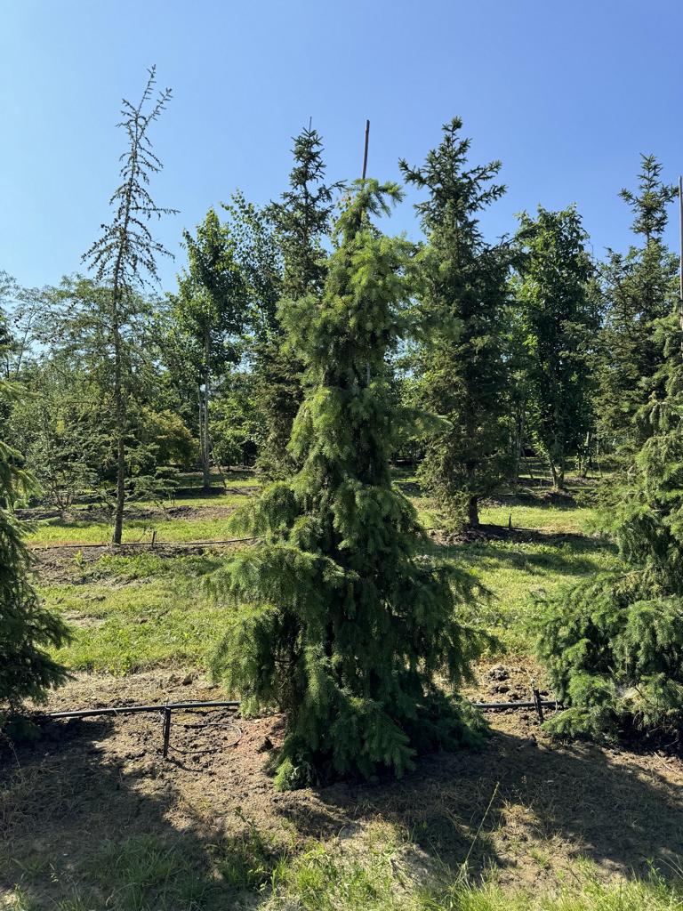 Picea omorika