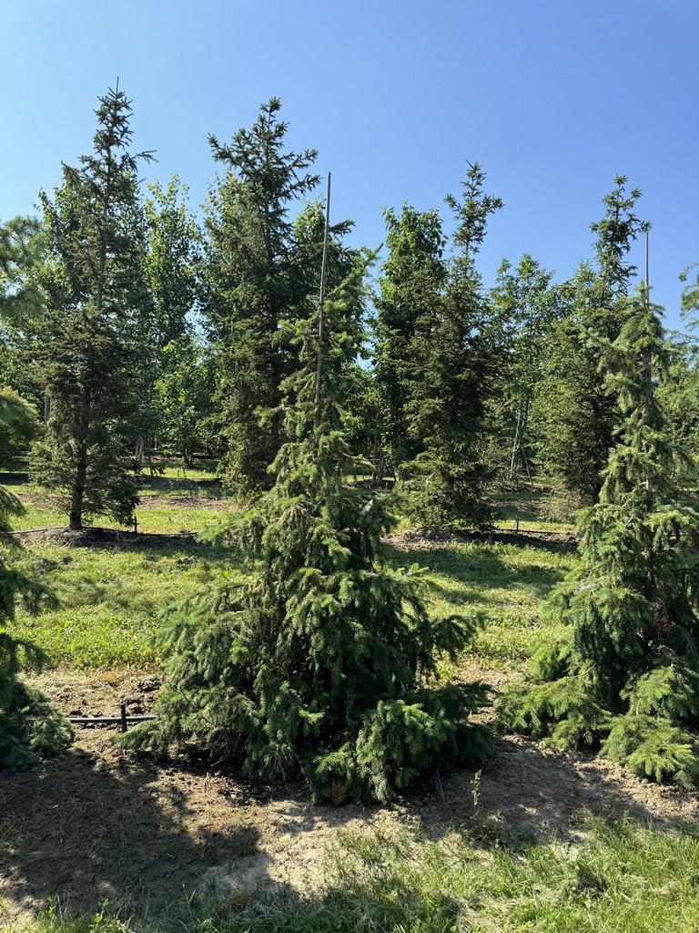 Picea omorika