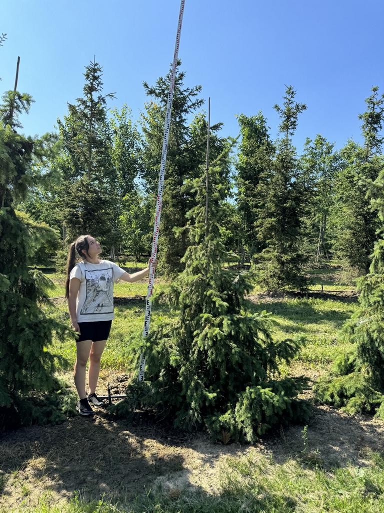 Picea omorika