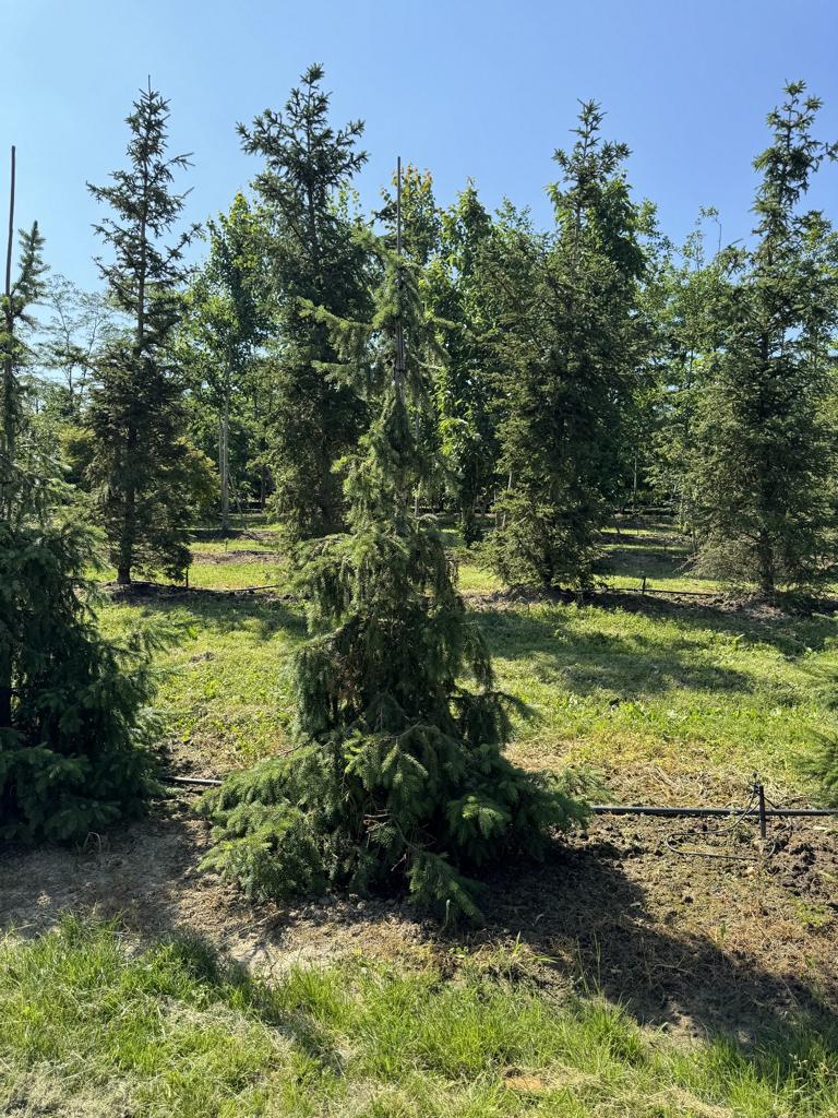 Picea omorika