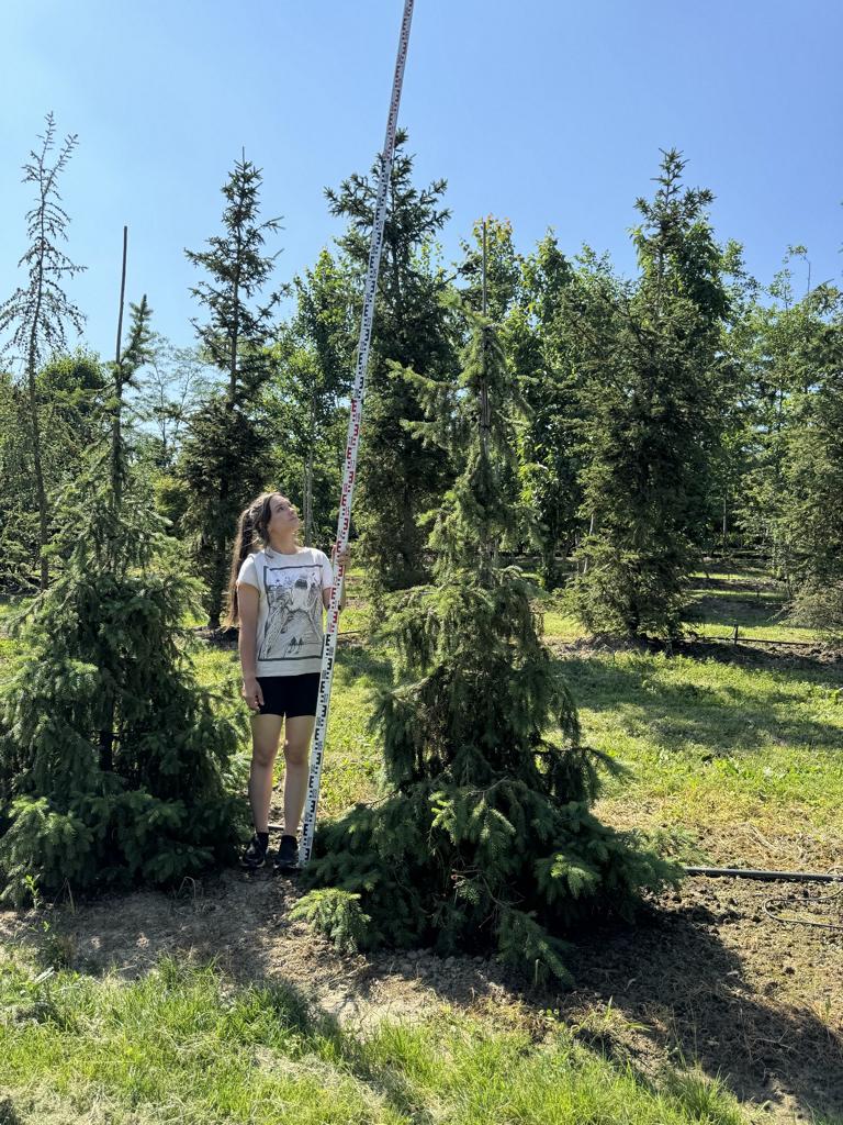 Picea omorika