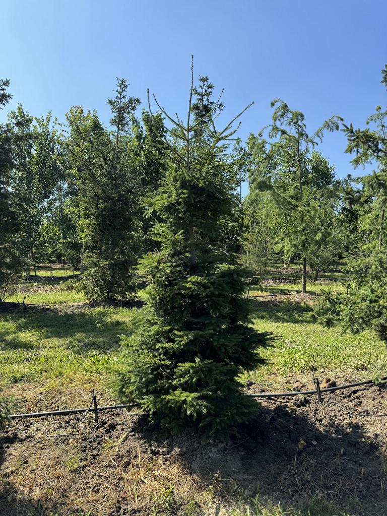 Picea abies