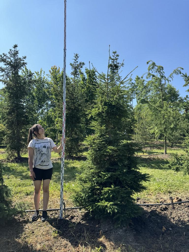Picea abies
