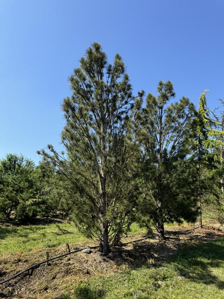 Pinus nigra 'Fastigiata'