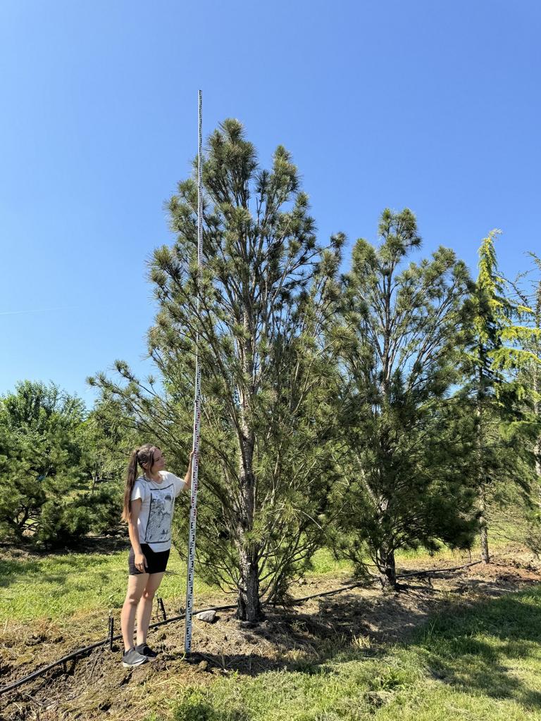 Pinus nigra 'Fastigiata'