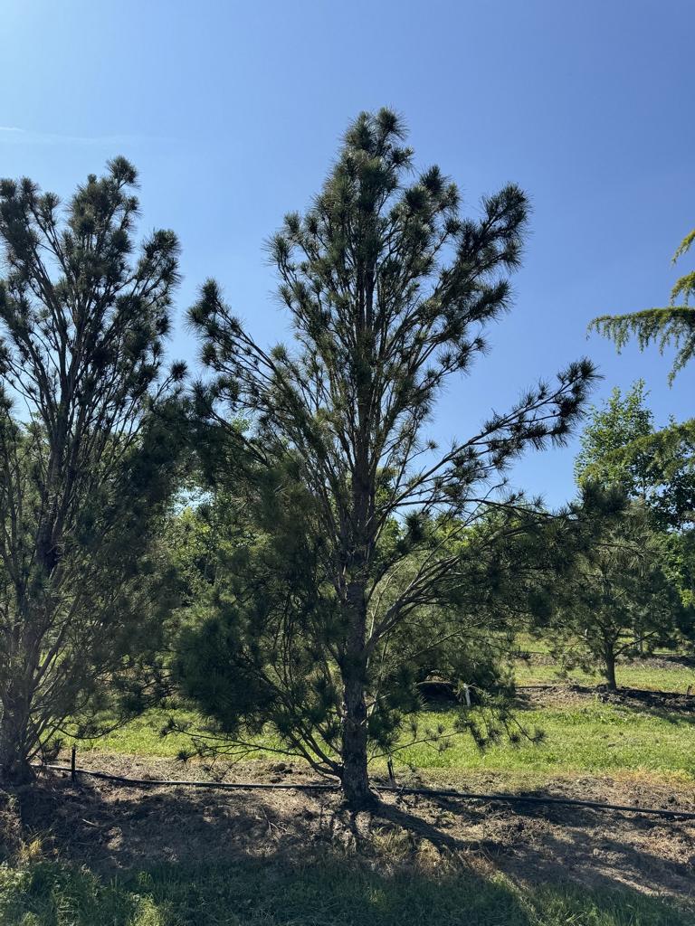 Pinus nigra 'Fastigiata'
