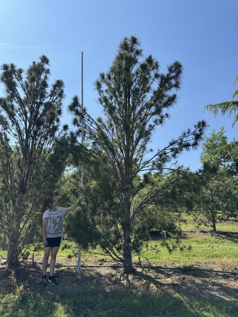 Pinus nigra 'Fastigiata'