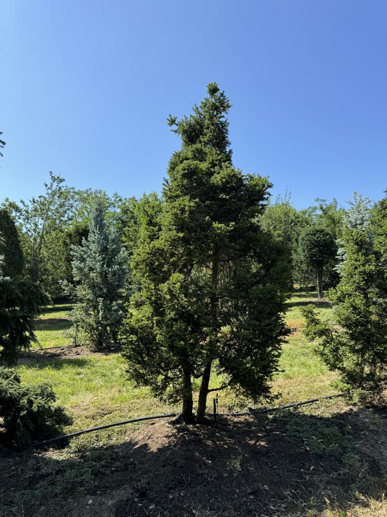 Picea abies 'Maxwellii'