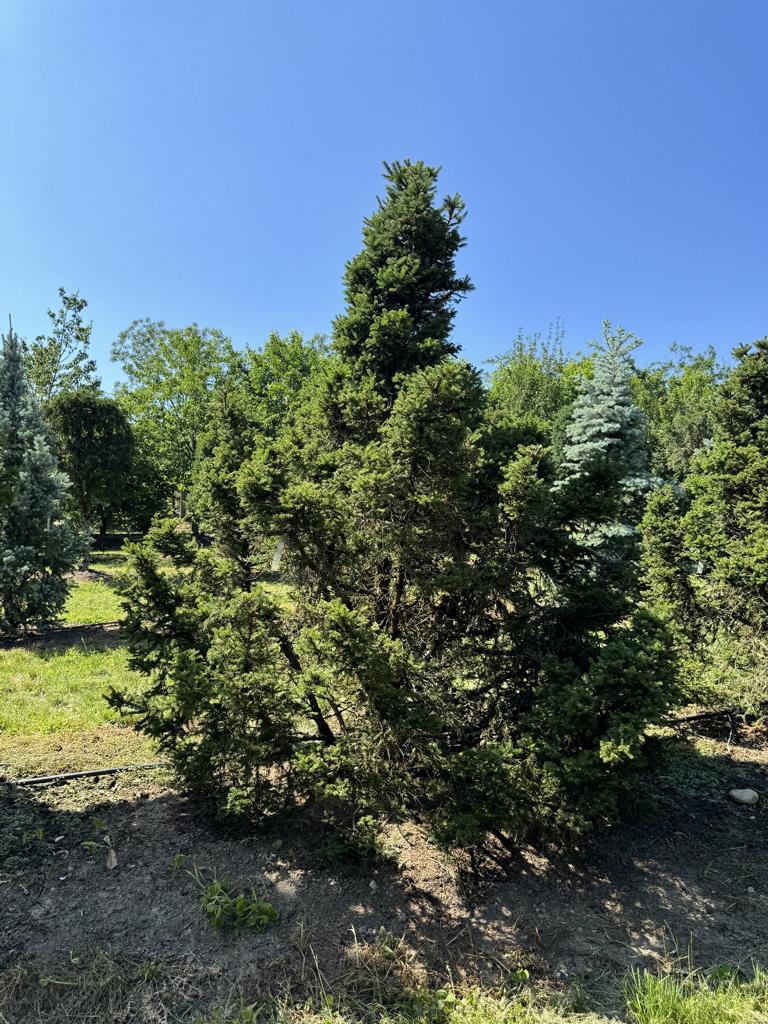 Picea abies 'Maxwellii'