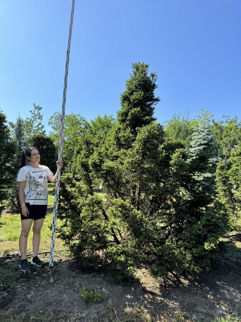 Picea abies 'Maxwellii'
