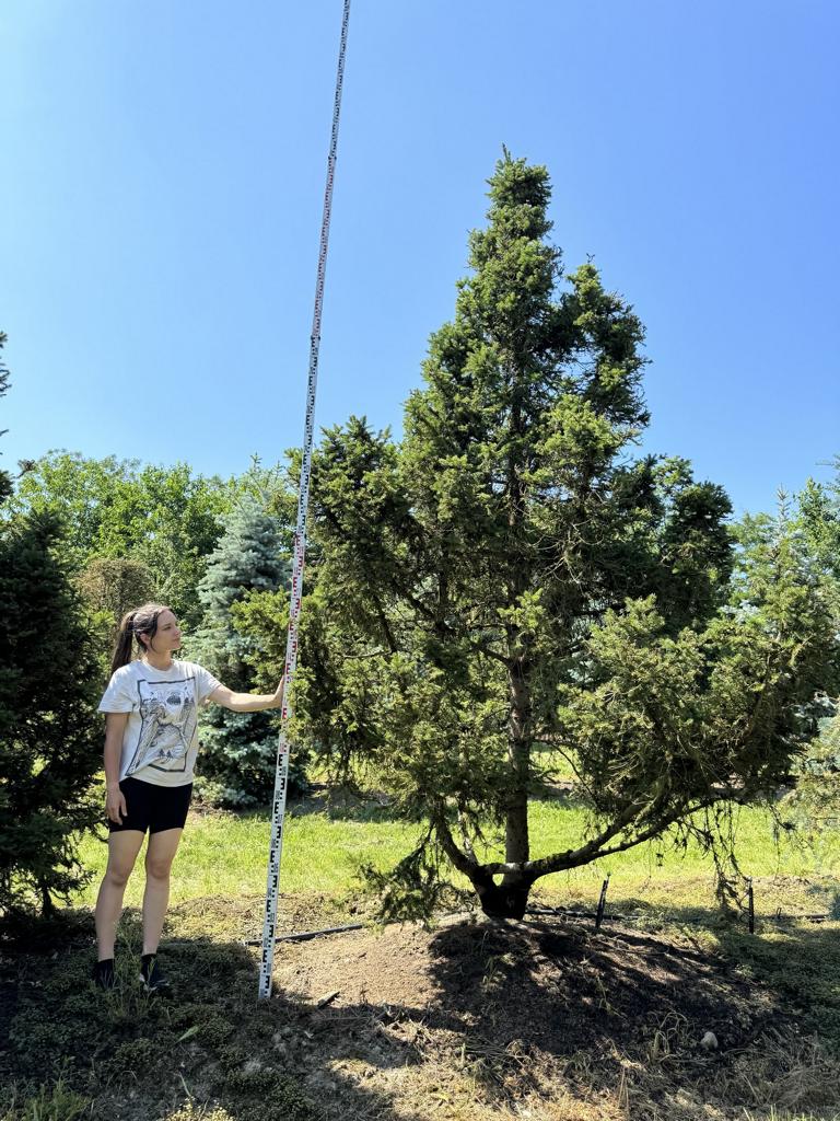 Picea abies 'Ohlendorffii'