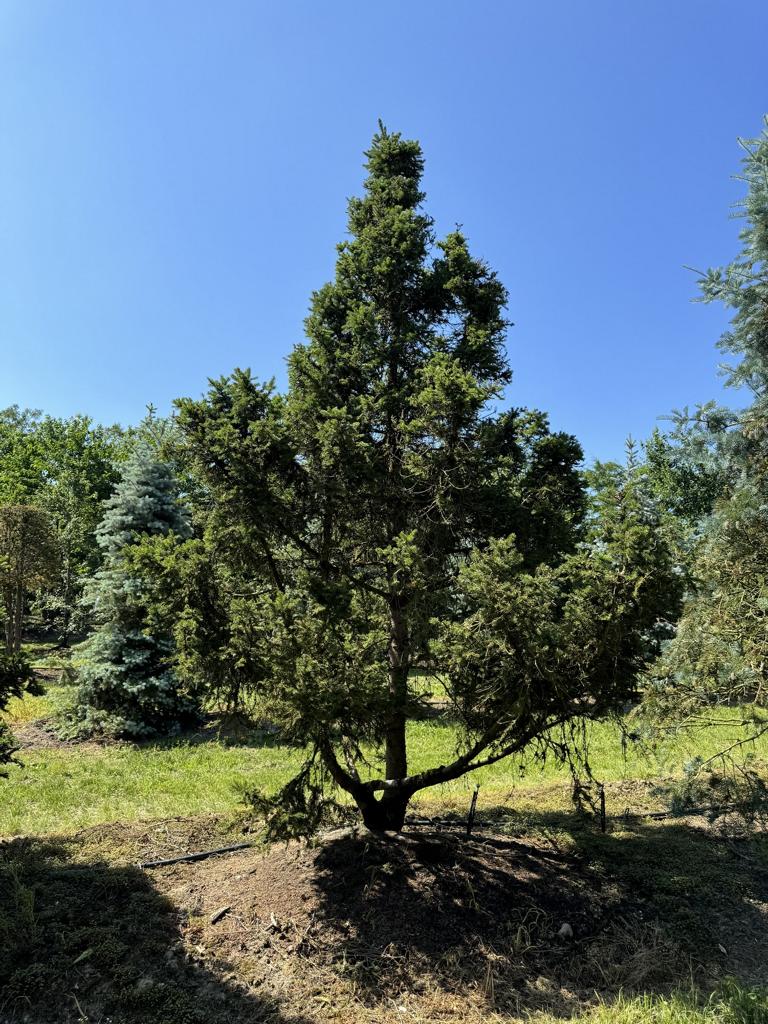 Picea abies 'Ohlendorffii'