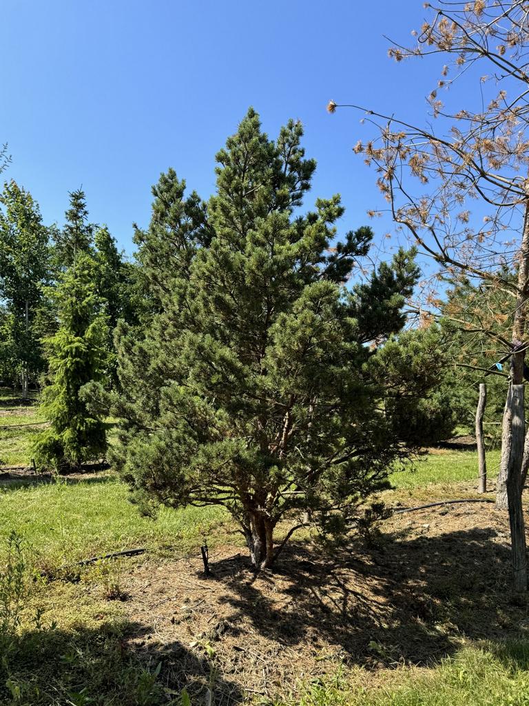 Pinus sylvestris 'Watereri'