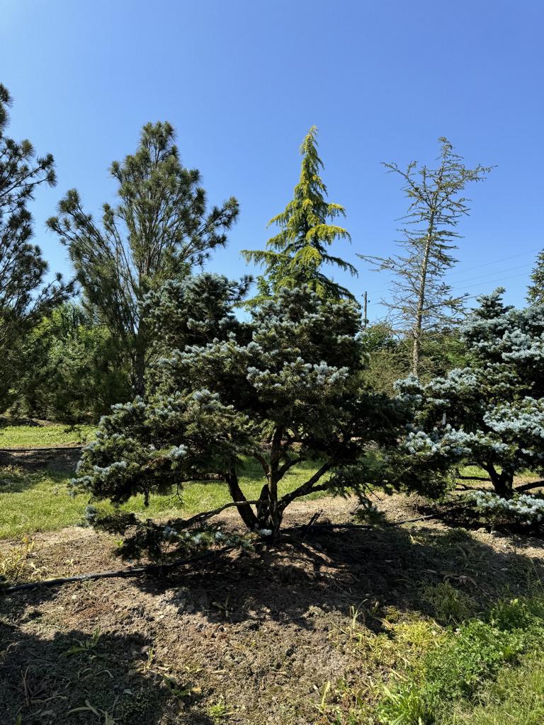 Picea pungens 'Glauca Globosa'