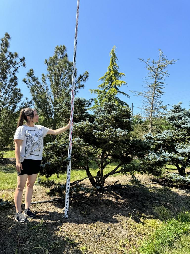 Picea pungens 'Glauca Globosa'