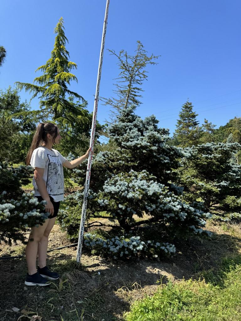 Picea pungens 'Glauca Globosa'