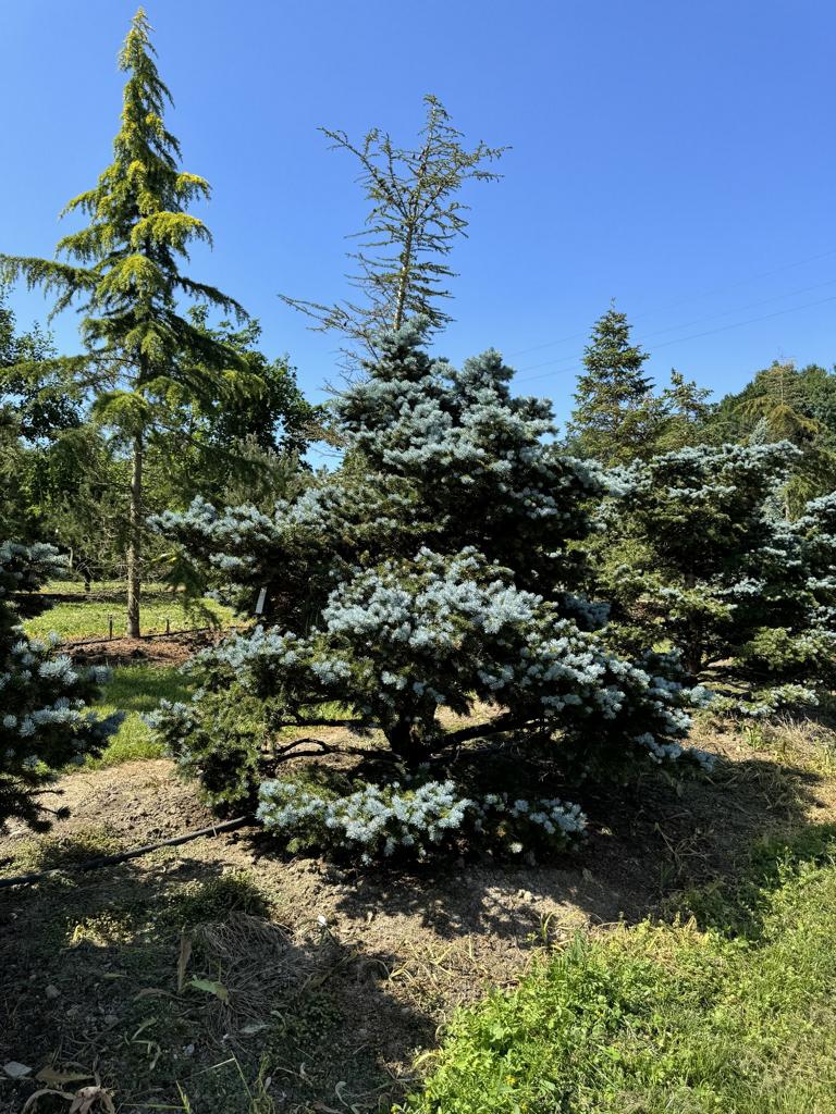 Picea pungens 'Glauca Globosa'