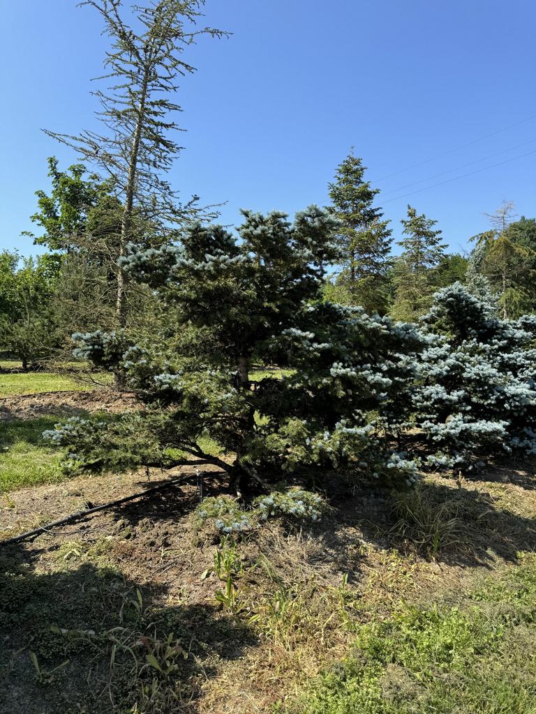 Picea pungens 'Glauca Globosa'