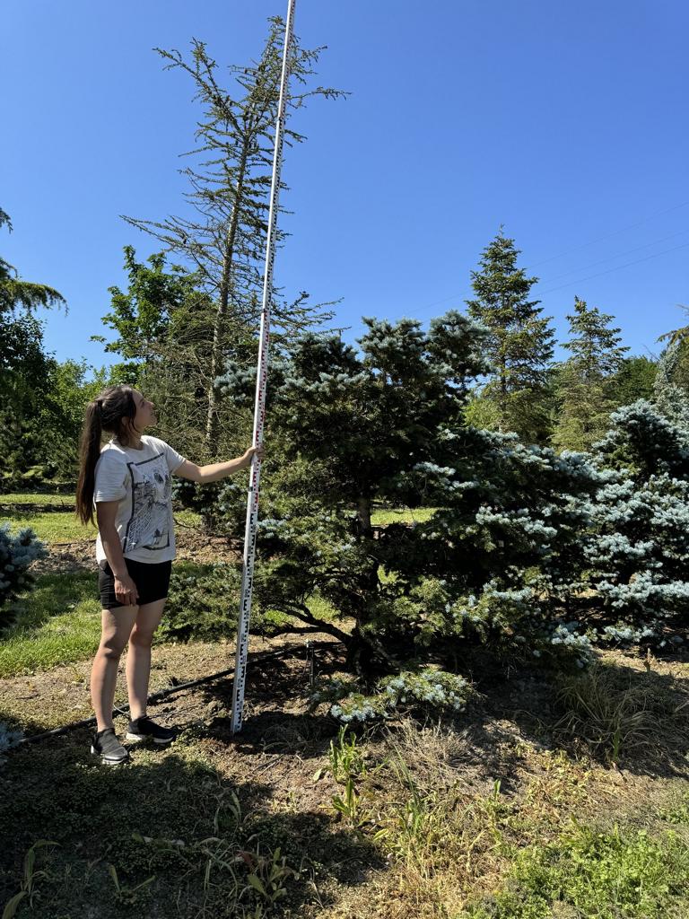 Picea pungens 'Glauca Globosa'