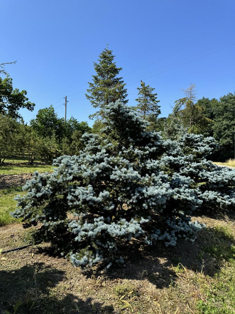 Picea pungens 'Glauca Globosa'