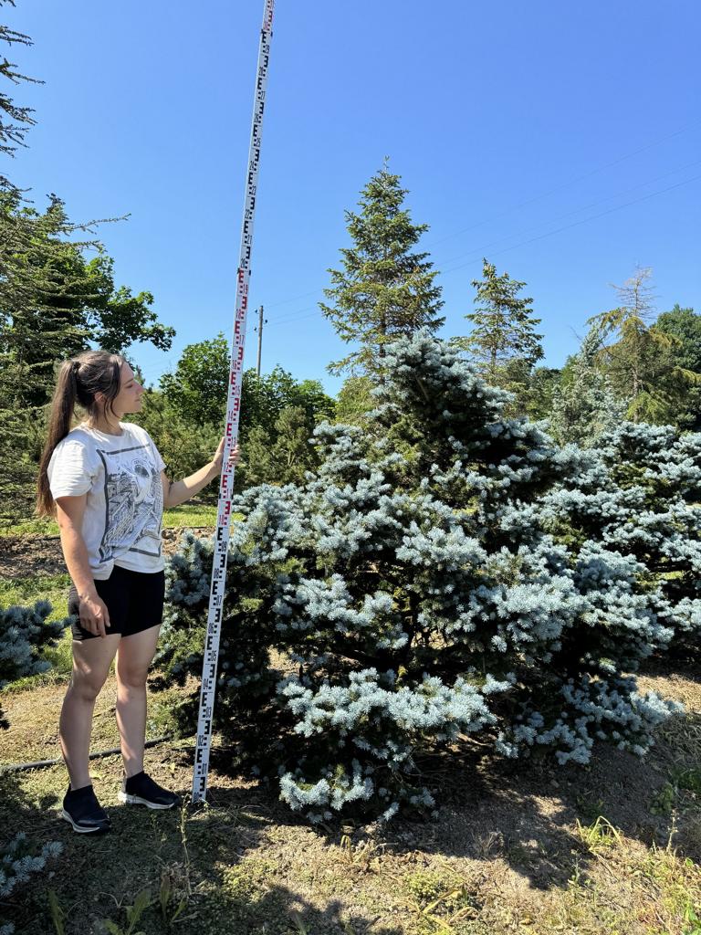 Picea pungens 'Glauca Globosa'