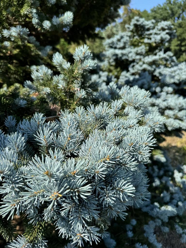 Picea pungens 'Glauca Globosa'