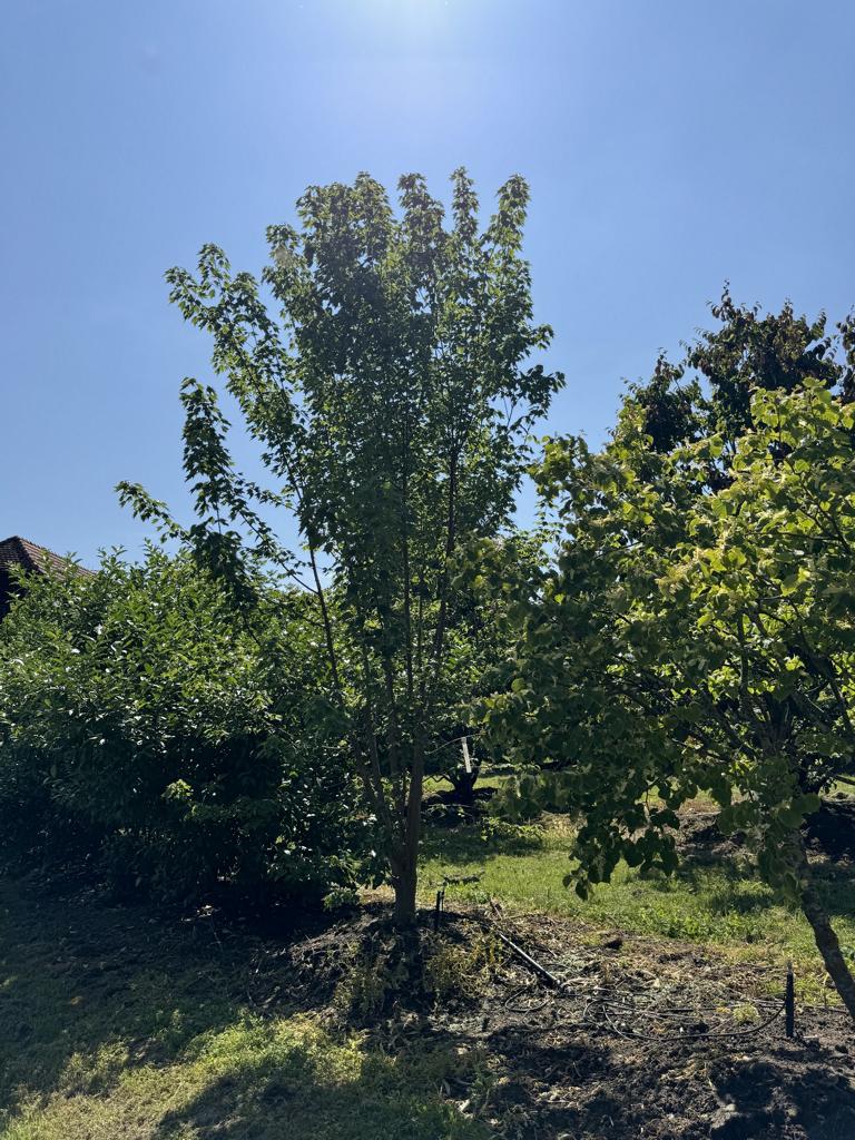 Acer buergerianum