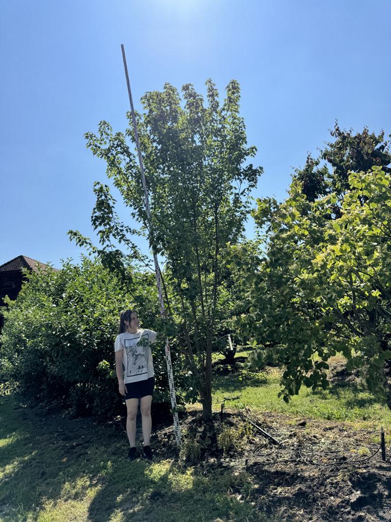 Acer buergerianum